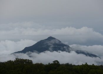 MONT CAMEROUN : Joyau de biodiversité