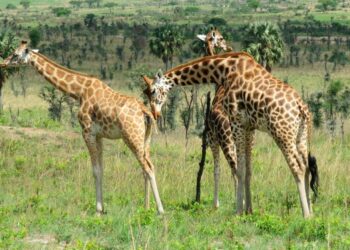 WAZA NATIONAL PARK : A sanctuary of biodiversity in Cameroon