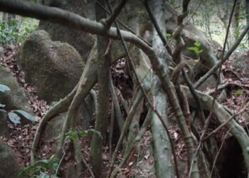 LE PARC NATIONAL DE CAMPO MA’AN : Un joyau de Biodiversité au sud Cameroun