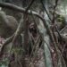 LE PARC NATIONAL DE CAMPO MA’AN : Un joyau de Biodiversité au sud Cameroun