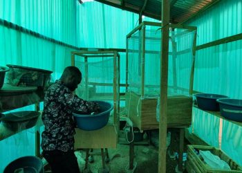 Elevage d’asticots : Une aubaine pour les éleveurs