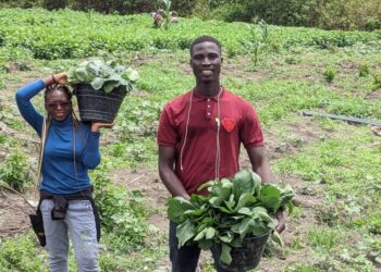 Agriculture: engineer Daayang Albert cultivates success