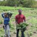 Agriculture: engineer Daayang Albert cultivates success