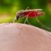 Expanding fight against malaria: university of Dschang’s revelations demand new strategies