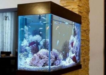 Aquariophilie : transformer les espaces avec l’art de l’aquarium