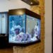 Aquariophilie : transformer les espaces avec l’art de l’aquarium