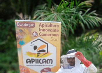 ApiicamSarl : quand le miel crée la richesse