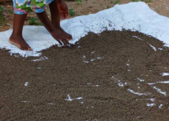 Kinkiliba entreprise : des graines de kinkiliba en café