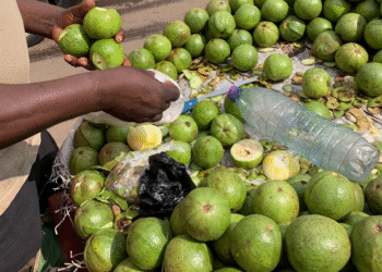 Goyaves : le commerce a le vent en poupes