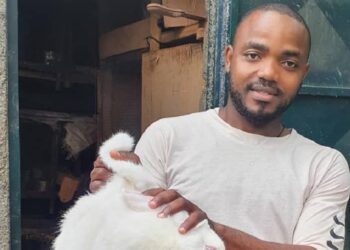 NED FARM : cuniculture, ça paie bien