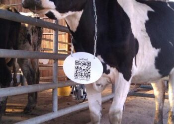 E-trace Minepia : l’autre approche de l’import-substitution