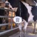 E-trace Minepia : l’autre approche de l’import-substitution
