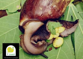 T-snail : Il y a du bon dans la viande d’escargot