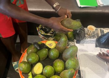 Avocado: a business strategy for profit