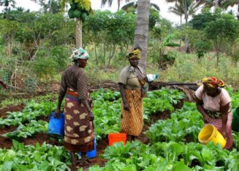 Journée internationale de la femme rurale : les héroïnes silencieuses de la sécurité alimentaire