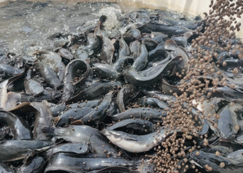 Grenier d’Afrique : alliance entre pisciculture et culture végétale